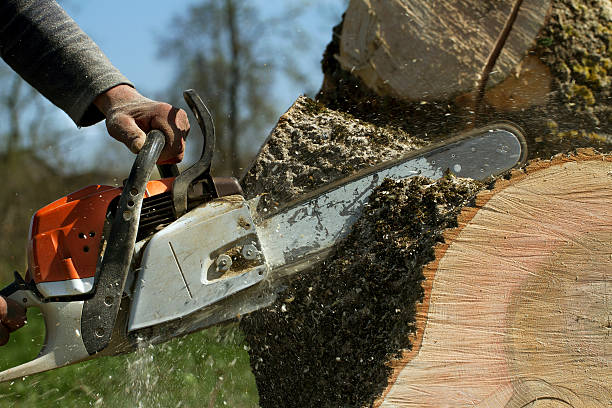 The Steps Involved in Our Tree Care Process in Dexter, NM